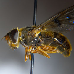Ferdinandea ruficornis